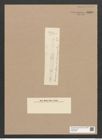 Diatomeae indet. Zeichnungen Sammlung Grunow Nr. 5856 (NHMW-BOT-W0374295)